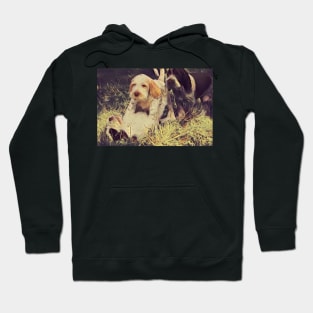 Italian Spinone Puppy Wrestling Hoodie